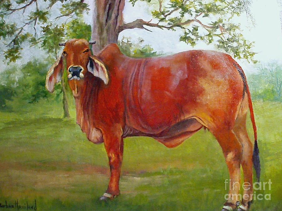 Cow Painting - Bessie The Brahama by Barbara Haviland