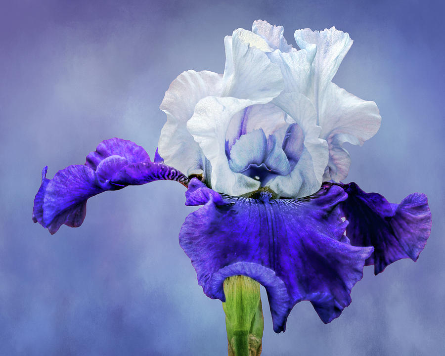Best Bet - Bearded Iris Photograph by Nikolyn McDonald