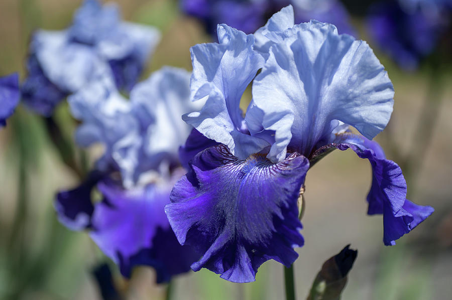 Best Bet. The Beauty of Irises Photograph by Jenny Rainbow