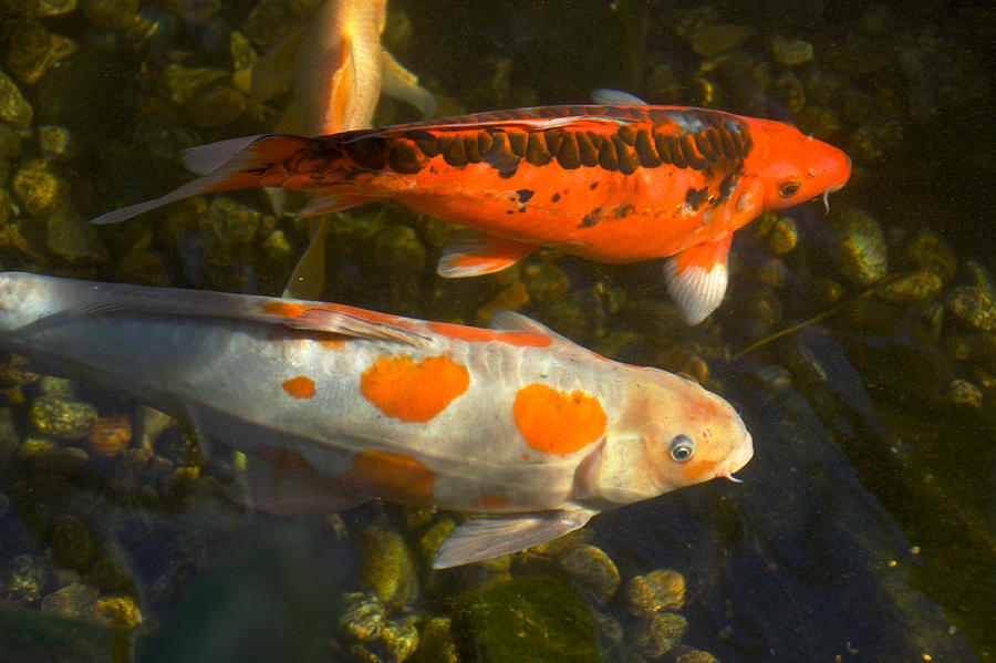 Best Buddies Photograph by Dianne E Miller | Fine Art America