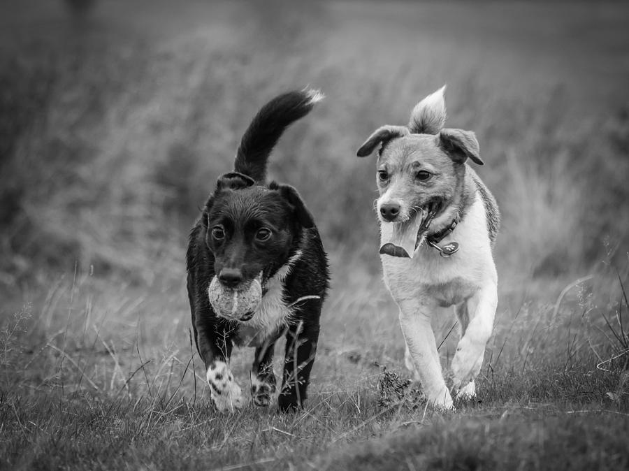 Best Buddies Photograph by Nick Bywater