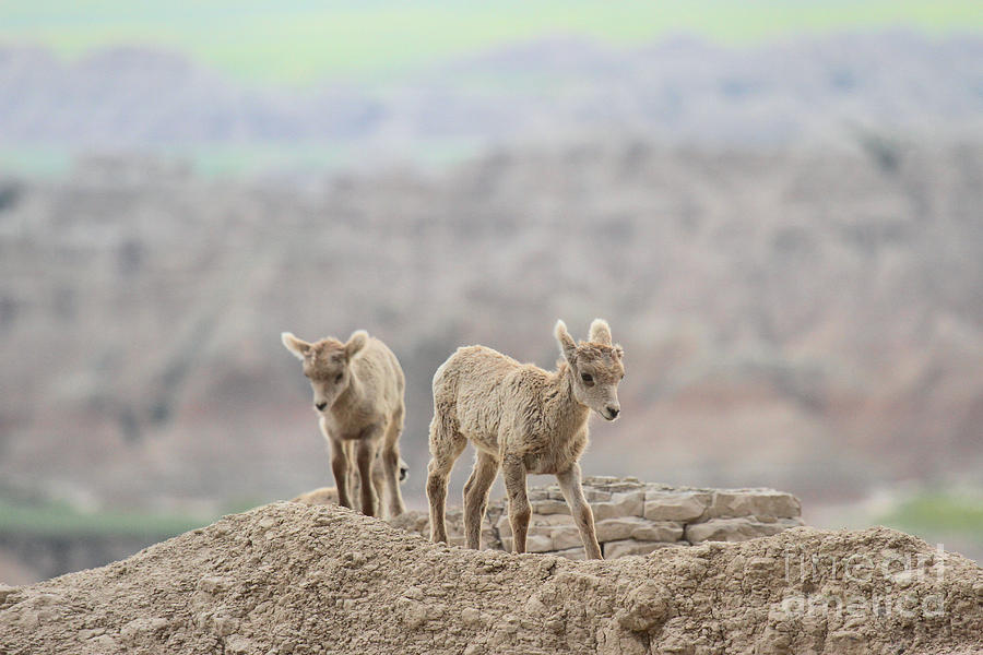 Best Buds In The Badlands Photograph by Adam Jewell