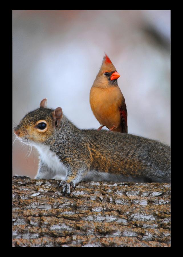 Best Buds Photograph by Jai Johnson Best Buds Photograph by Jai Johnson