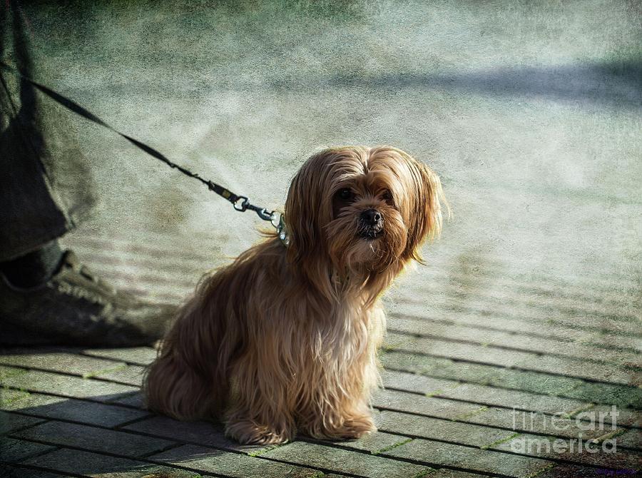 Dog Photograph - Best Friend by Eva Lechner