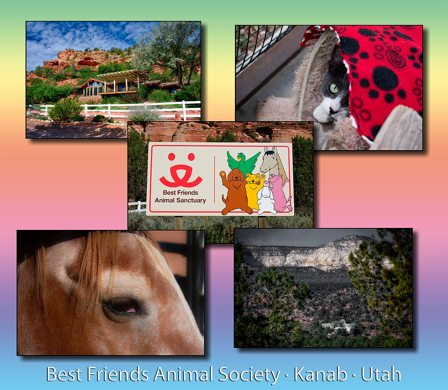 Dog Photograph - Best Friends Animal Sanctuary Angel Canyon Knob Utah Collage 05 by Thomas Woolworth