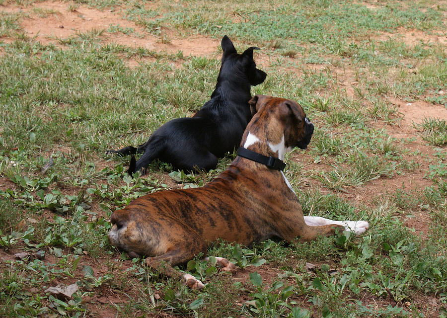 Best Friends Photograph by Cheryl Viar - Fine Art America