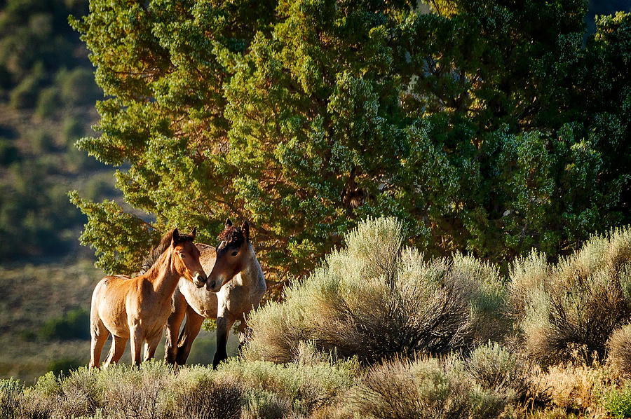 Wild Mustangs Photograph - Best Friends by Dennis Bolton