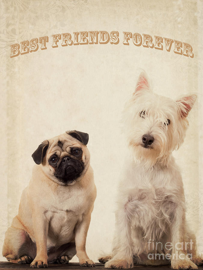 Dog Photograph - Best Friends Forever by Edward Fielding