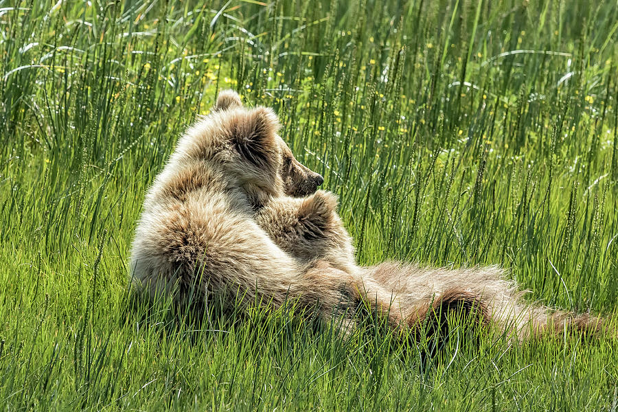 Best Friends Fur Ever - Bear Cubs, No. 8 Photograph by Belinda Greb