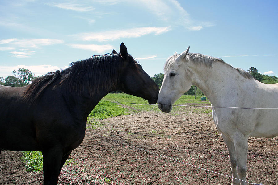 Best Friends Photograph By Gerald Mitchell - Fine Art America