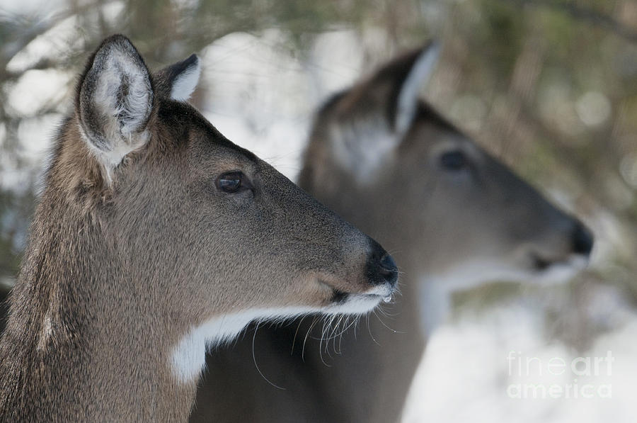 Deer Photograph - Best Friends by Sandra Bronstein