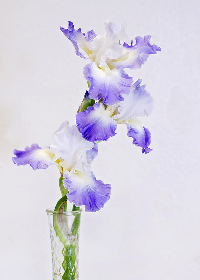 Iris Photograph - Best in Show by Heather Applegate