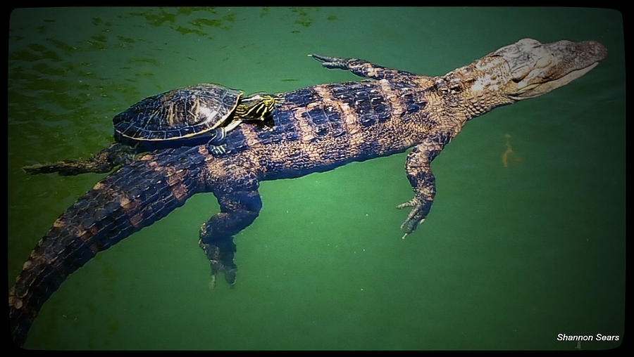 Alligator Photograph - Best of Buds by Shannon Sears