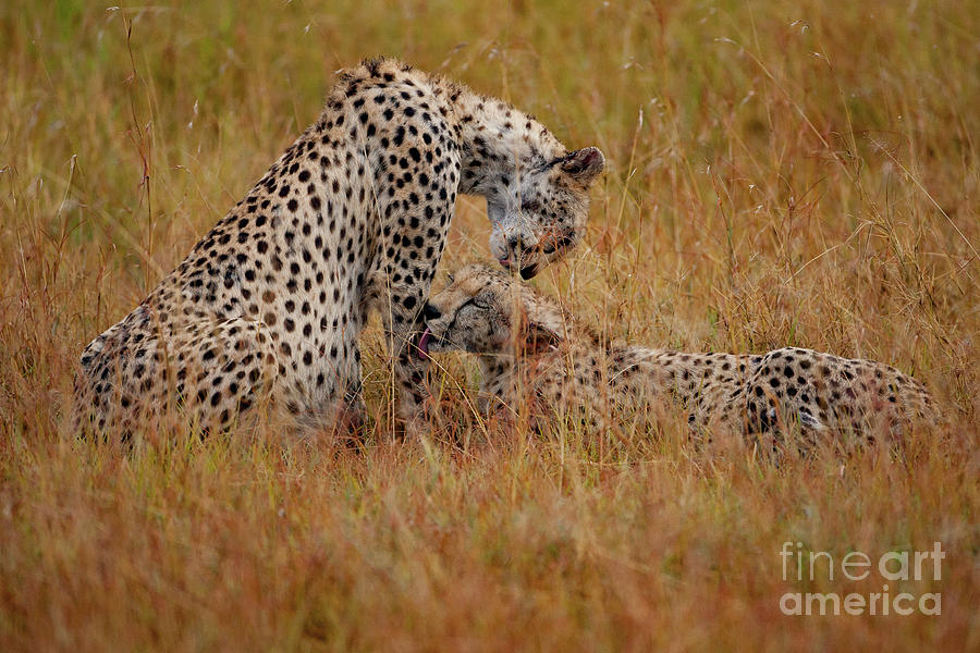 Cheetah Photograph - Best Of Friends by Smart Aviation