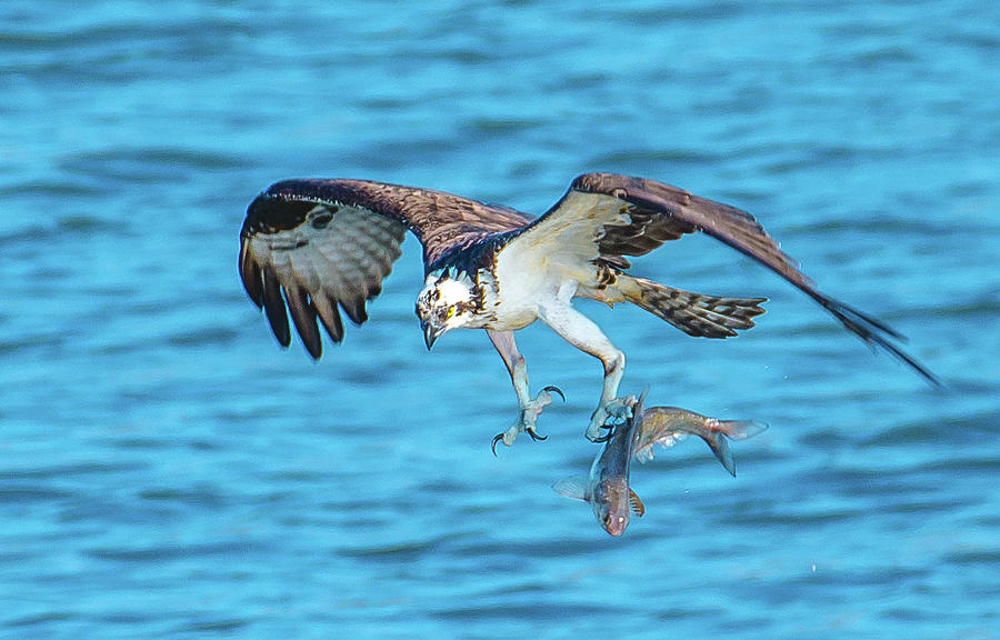 Best Osprey with Fish in One Talon Photograph by Jeff at JSJ Photography