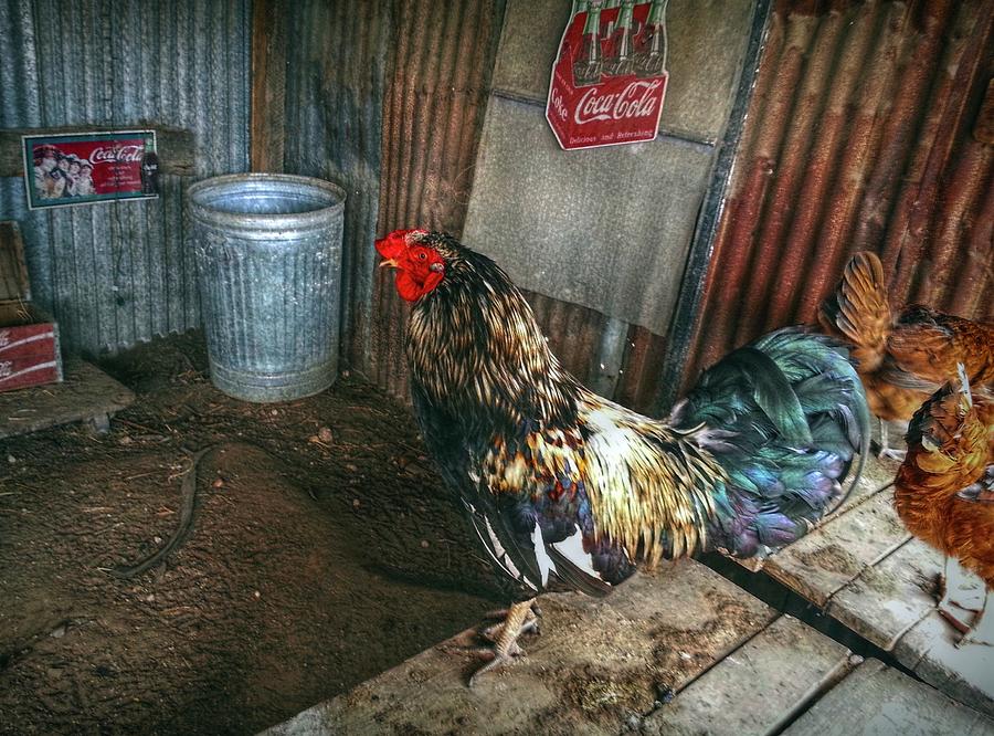 Best Rooster in the Barn Photograph by Linda Unger