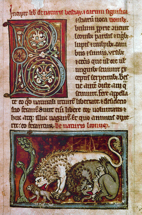 Bestiary: Lion Photograph by Granger