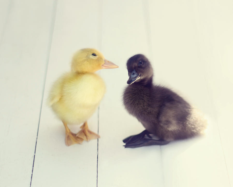 Duck Nursery Photograph - Besties by Amy Tyler