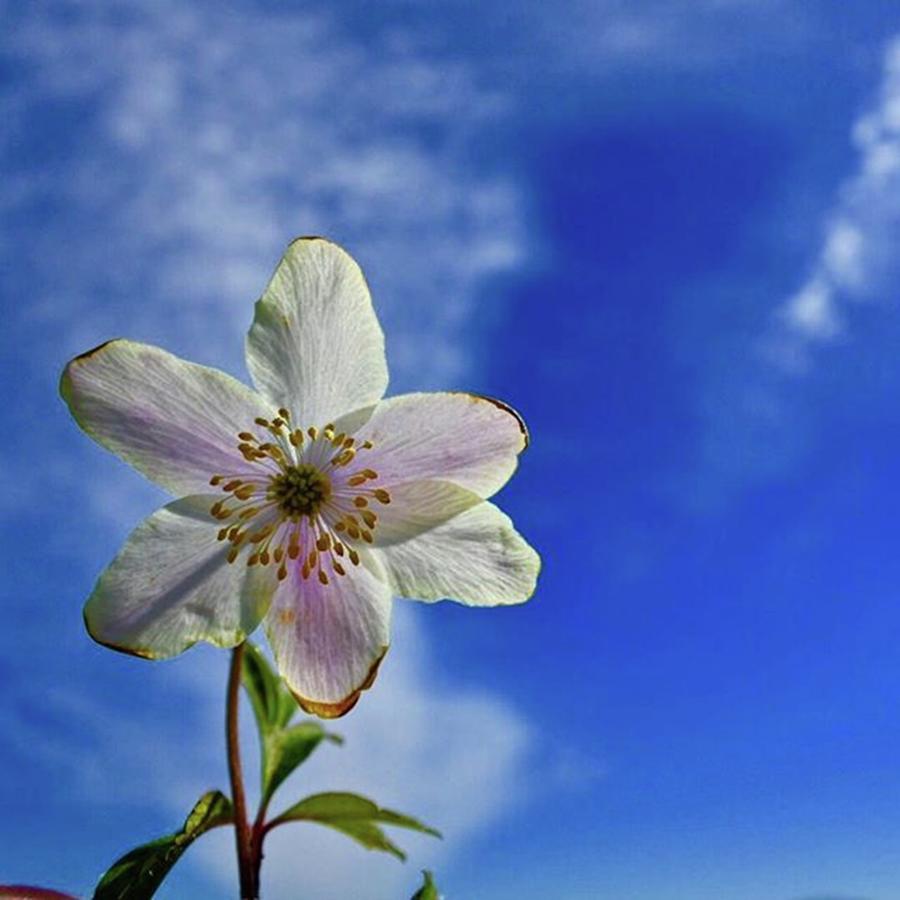 Flowers Still Life Photograph - #bestnatureshots #master_shots by Morten Skjelfoss