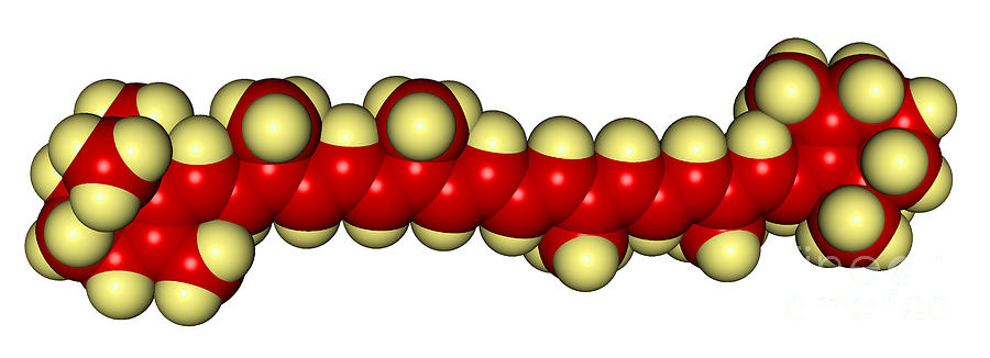 Beta-carotene Molecular Model Photograph by Scimat