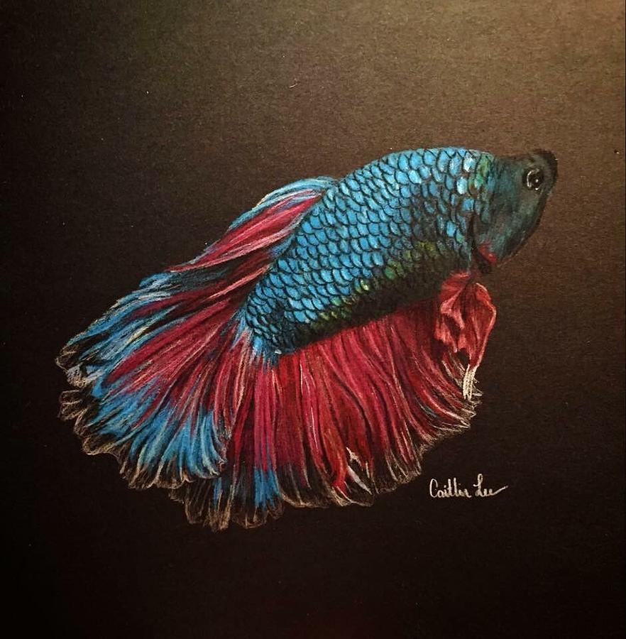 Beta Fish Drawing by Caitlin Lee - Fine Art America