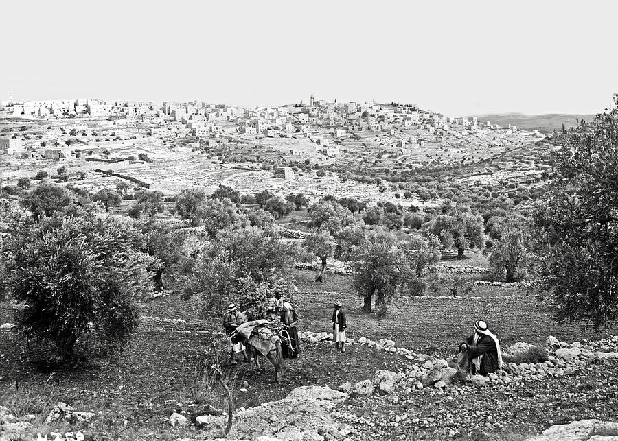 Bethlehem Olive Harvest Photograph by Munir Alawi