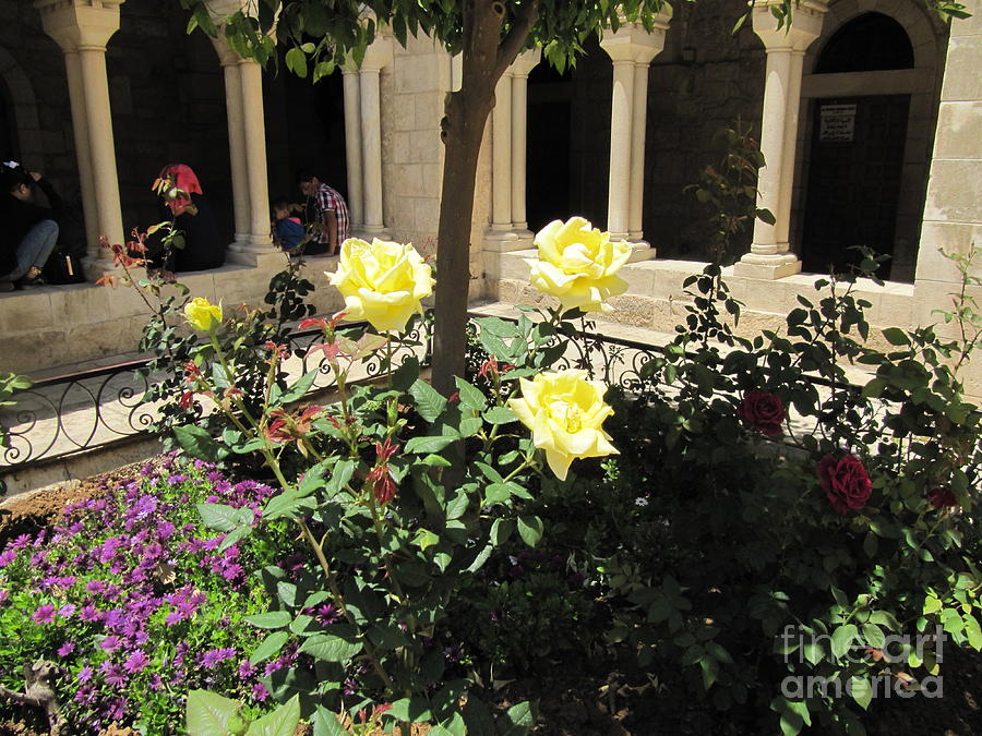 Bethlehem  Rose Garden Photograph by Donna L Munro