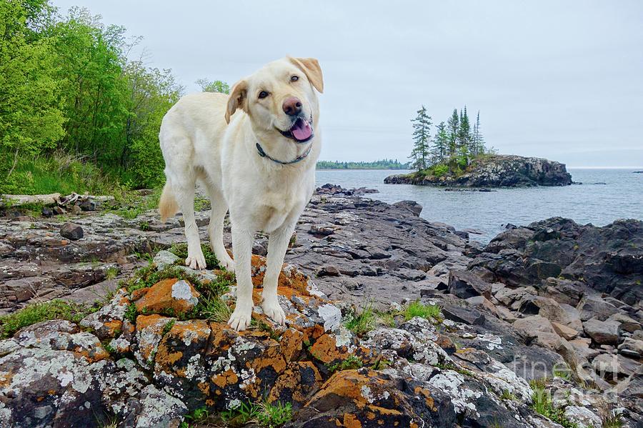 Betsy on the Superior Hiking Trail Photograph by Sandra Updyke