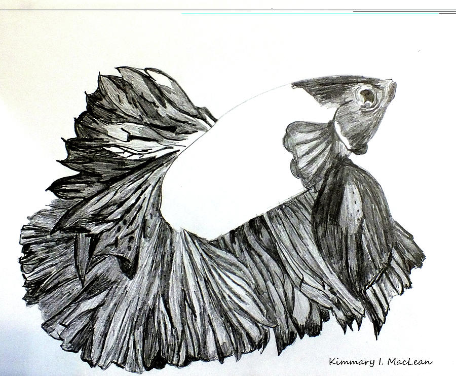 Betta Drawing Drawing by Kimmary MacLean