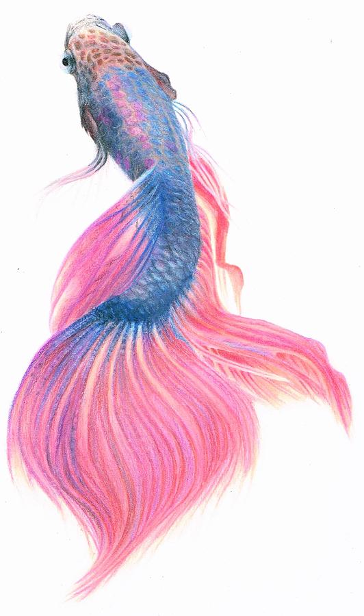 Betta Fish Drawing By Veri Apriyatno Saatchi Art | lupon.gov.ph