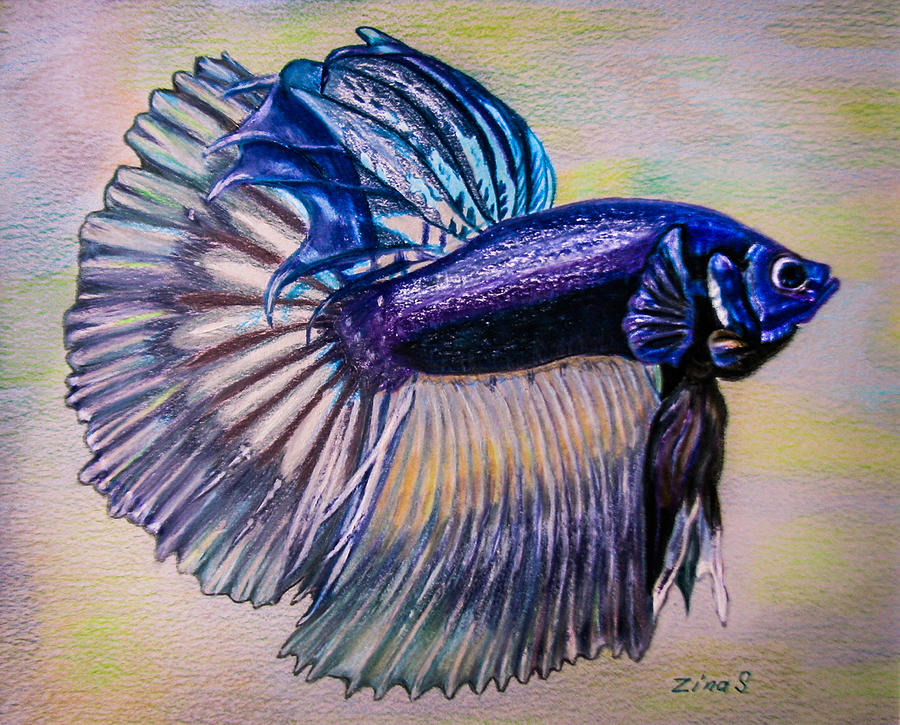 Betta Fish Drawing by Zina Stromberg - Fine Art America