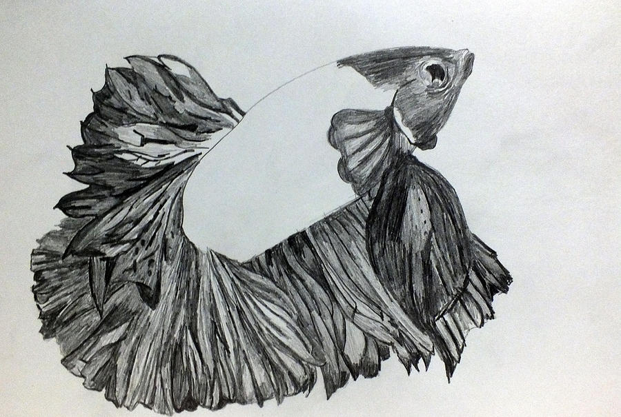 Betta Sketch Drawing by Kimmary MacLean