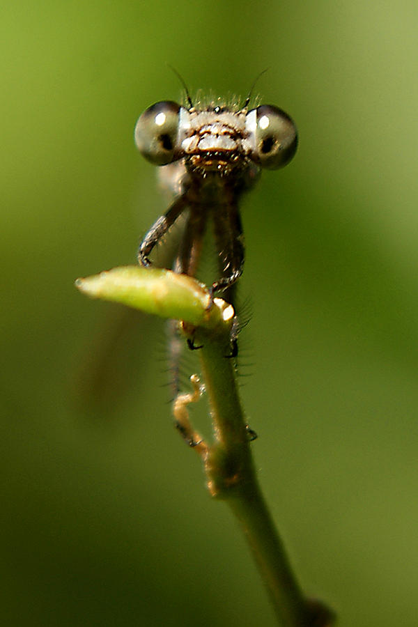 Insects Photograph - Bette Davis Eyes by DiDi Higginbotham