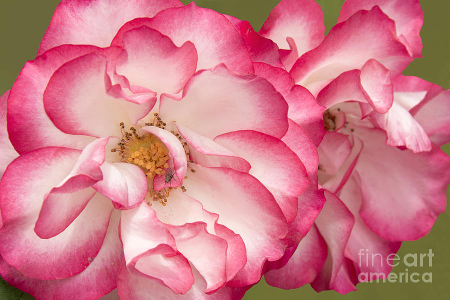 Pink Rose and Daisy Floral by Regina Geoghan