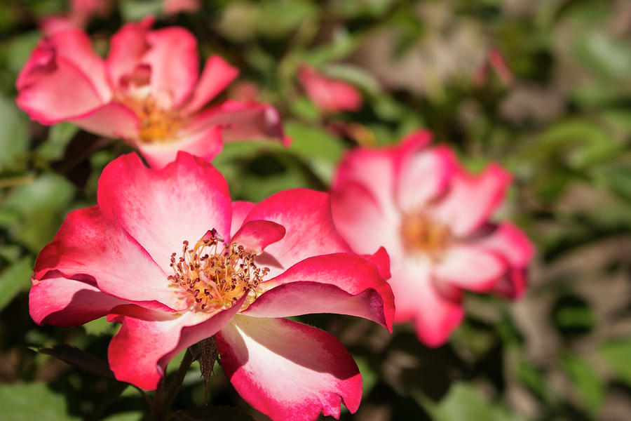 Betty Boop Roses - 2 Photograph by K Bradley Washburn