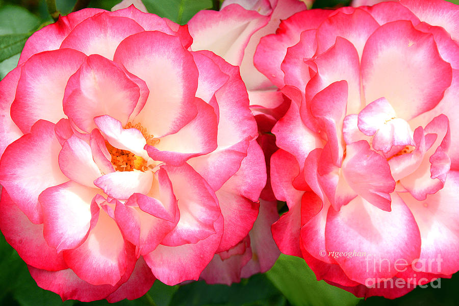 Rose Photograph - Betty Boop Roses  by Regina Geoghan