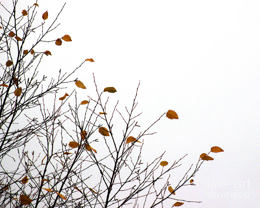 Between Fall and Winter Photograph by Karen Adams