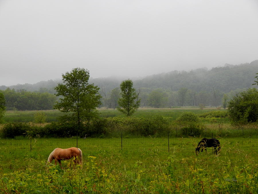 Between Horses and Mist Photograph by Wild Thing