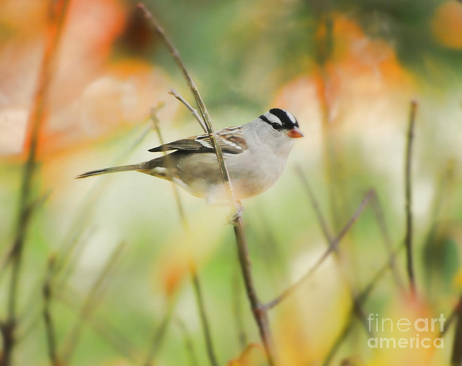 Between The Branches - White-crowned Sparrow Photograph by Kerri Farley