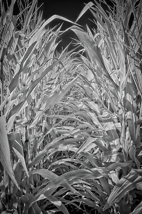 Between the Corn Rows Photograph by Emil Davidzuk