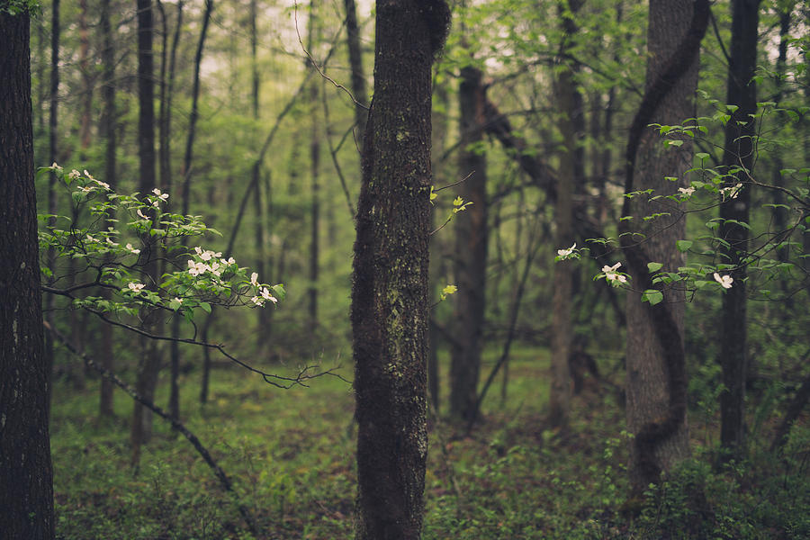 Between The Dogwoods Photograph by Shane Holsclaw