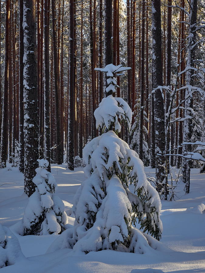 Between the Pines Photograph by Jouko Lehto