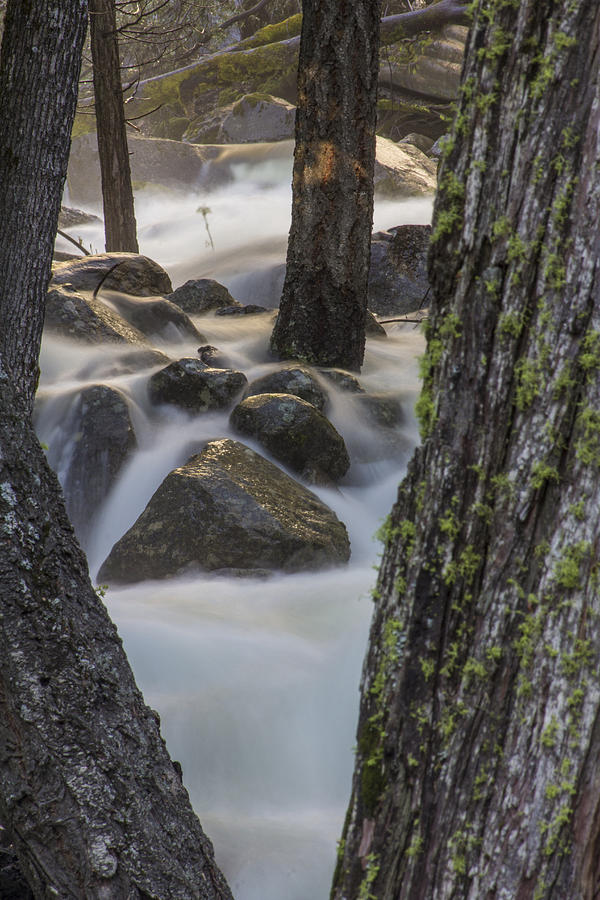 Between the trees Yosemite  Photograph by John McGraw