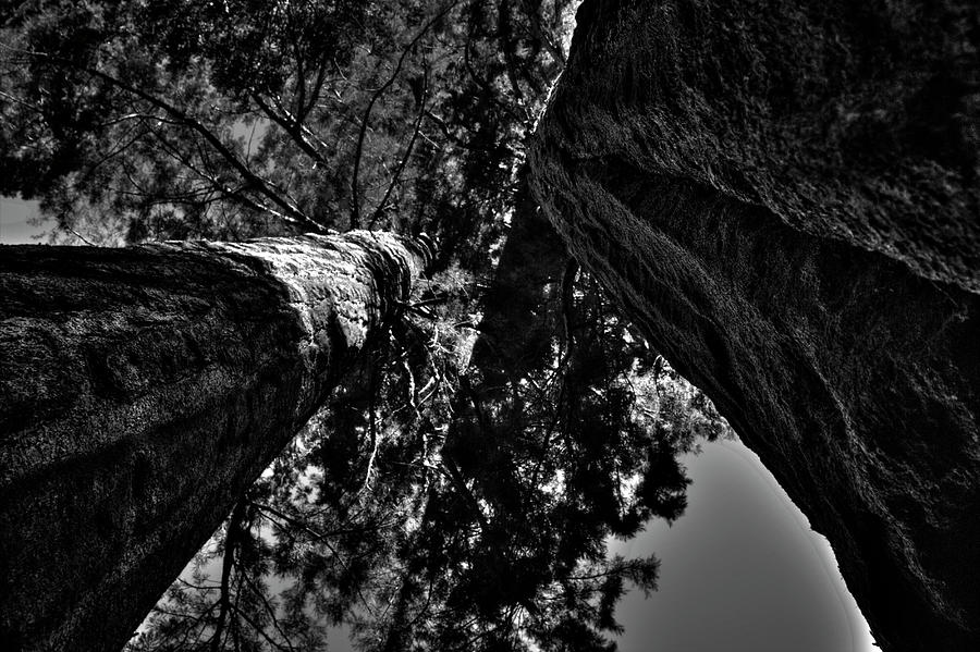 Between Two Sequoias Photograph by Roger Passman