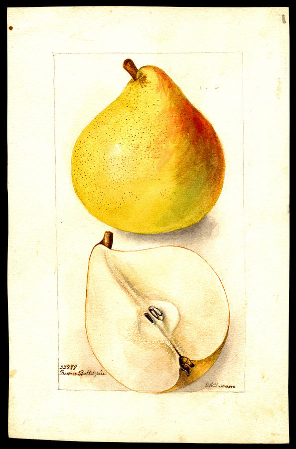 Beurre Baltet variety of pears Drawing by Deborah Griscom Passmore