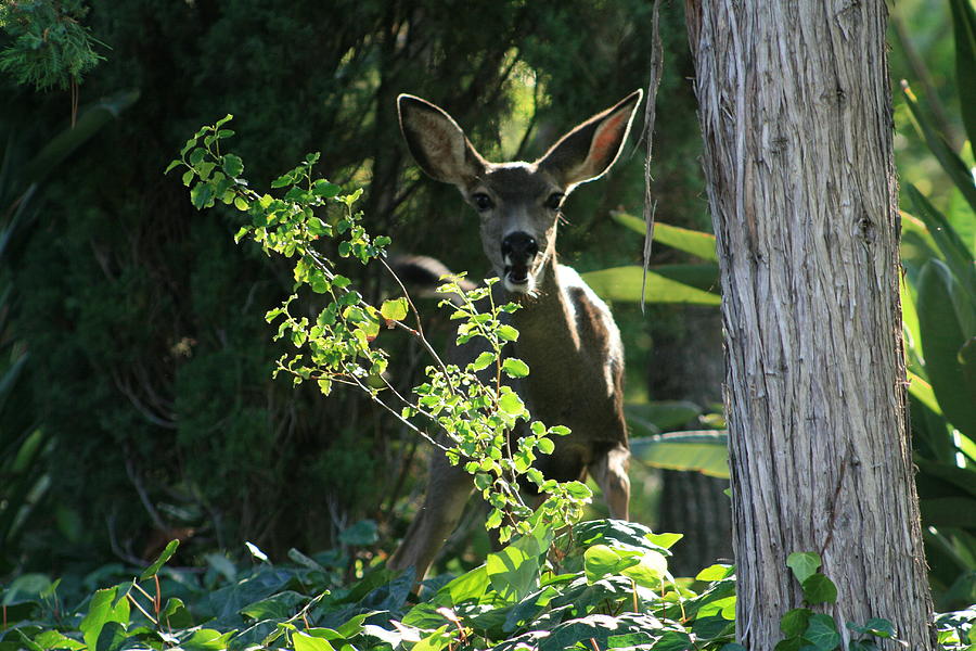 Beverly Hills Deer Photograph by Marna Edwards Flavell