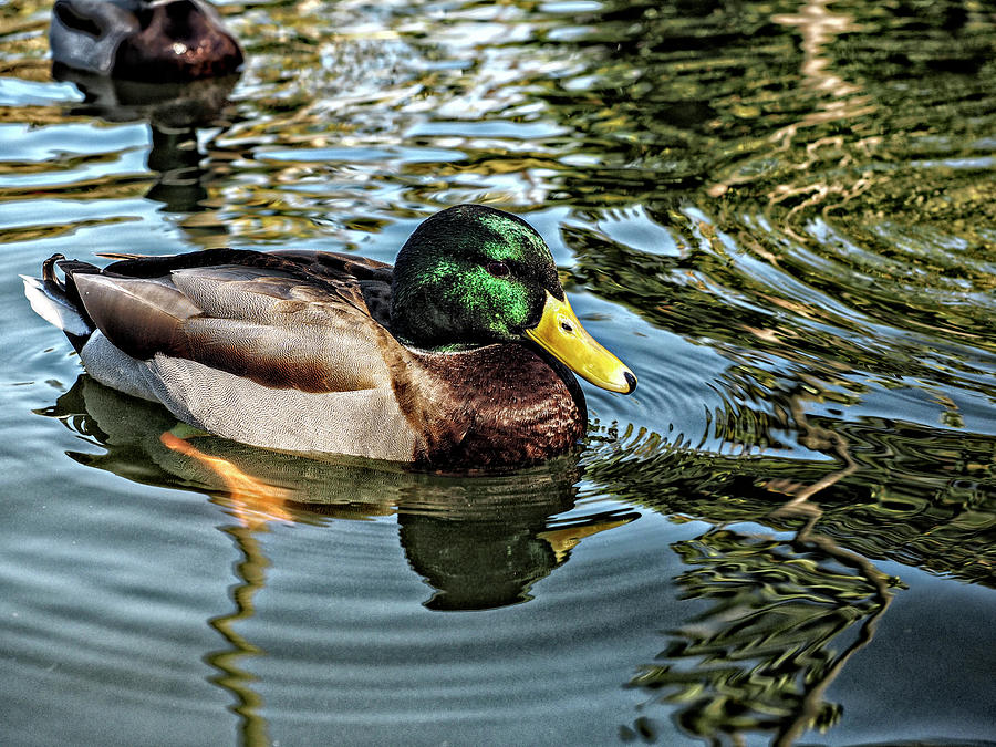 Beverly Hills Duck Photograph