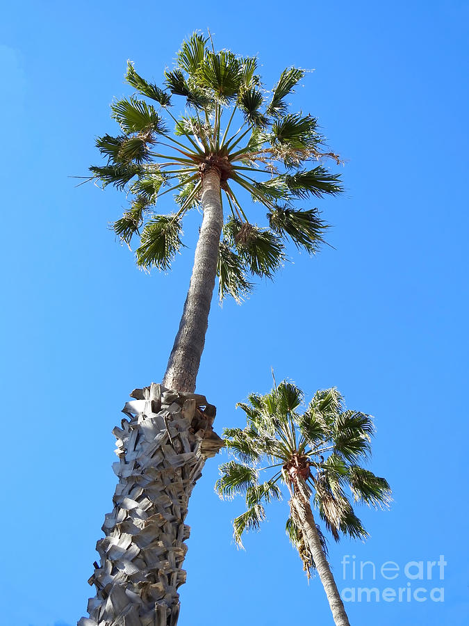 Beverly Hills Palms Photograph by Beth Myer Photography