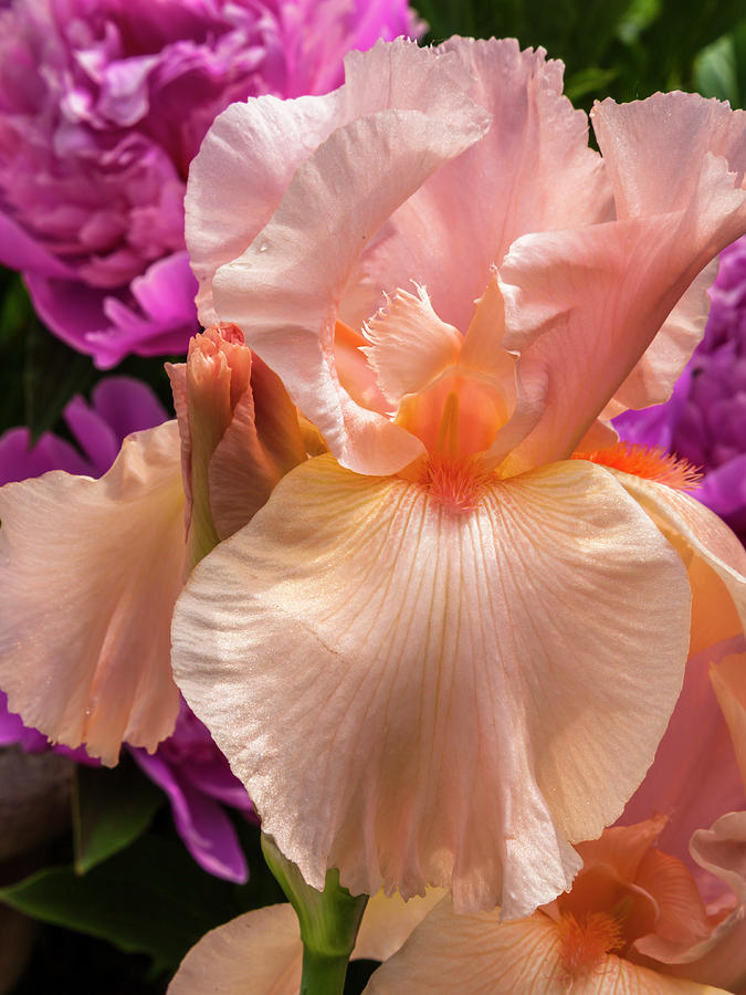 Beverly Sills Iris Photograph by Mark Mille