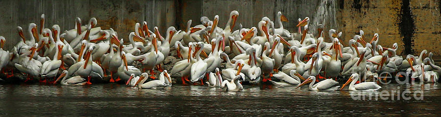 Bevy of White Pelicans Photograph by Tom Claud